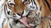tiger mlem.jpg